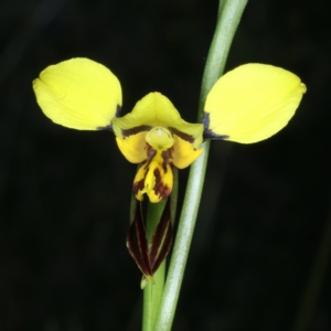 Diuris sulphurea at Bruce, ACT - suppressed