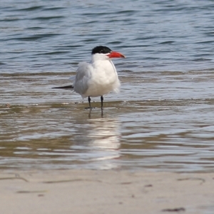 Hydroprogne caspia at Nyerimilang, VIC - 13 Sep 2019