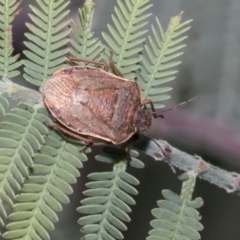 Dictyotus caenosus (Brown Shield Bug) at Hawker, ACT - 21 Oct 2021 by AlisonMilton