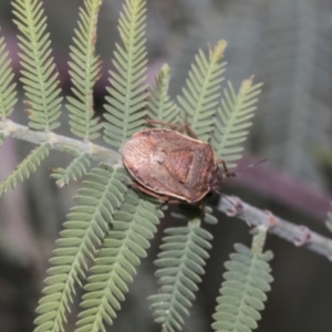 Dictyotus caenosus at Hawker, ACT - 22 Oct 2021