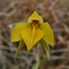Diuris subalpina (Small Snake Orchid) at Mount Clear, ACT - 22 Oct 2021 by JohnBundock