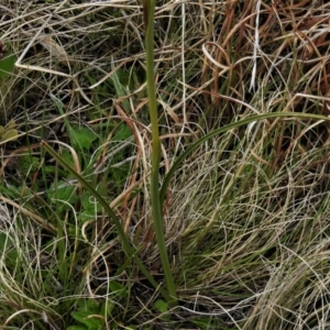 Diuris subalpina at Mount Clear, ACT - 22 Oct 2021