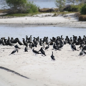 Phalacrocorax sulcirostris at Nyerimilang, VIC - 13 Sep 2019