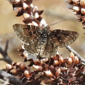 Chrysolarentia melanchlaena at Mount Clear, ACT - 22 Oct 2021 12:43 PM