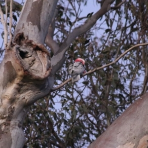 Eolophus roseicapilla at Kaleen, ACT - 24 Sep 2021 05:58 PM