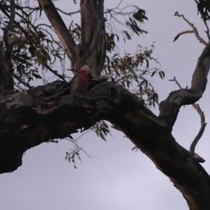 Eolophus roseicapilla at Kaleen, ACT - 24 Sep 2021 05:58 PM