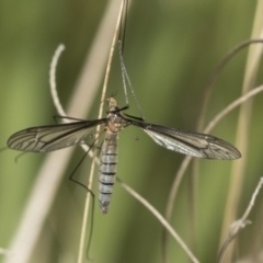 Geranomyia sp. (genus) (A limoniid crane fly) at Hawker, ACT - 22 Oct 2021 by AlisonMilton