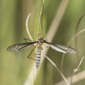 Geranomyia sp. (genus) at Hawker, ACT - 22 Oct 2021