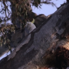 Cacatua galerita (Sulphur-crested Cockatoo) at O'Connor Ridge to Gungahlin Grasslands - 25 Sep 2021 by Rixon