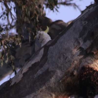 Cacatua galerita (Sulphur-crested Cockatoo) at O'Connor Ridge to Gungahlin Grasslands - 25 Sep 2021 by Rixon