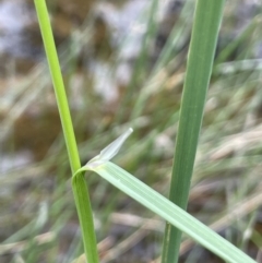 Amphibromus sp. (Swamp Wallaby Grass) at Callum Brae - 21 Oct 2021 by JaneR