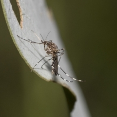 Aedes sp. (genus) (Mosquito) at Hawker, ACT - 21 Oct 2021 by AlisonMilton