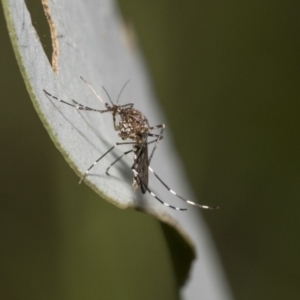 Aedes sp. (genus) at Hawker, ACT - 22 Oct 2021