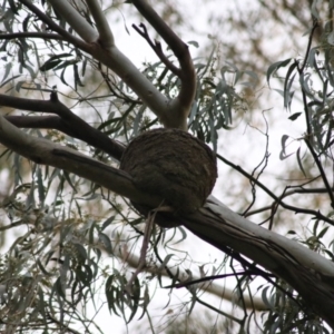 Corcorax melanorhamphos at Kaleen, ACT - 25 Sep 2021 07:14 PM