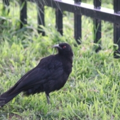 Corcorax melanorhamphos at Kaleen, ACT - 25 Sep 2021 07:14 PM