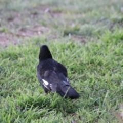 Corcorax melanorhamphos at Kaleen, ACT - 25 Sep 2021 07:14 PM