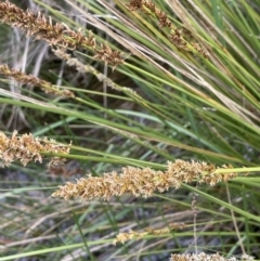 Carex appressa (Tall Sedge) at Callum Brae - 21 Oct 2021 by JaneR