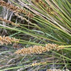 Carex appressa at Jerrabomberra, ACT - 21 Oct 2021