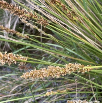 Carex appressa (Tall Sedge) at Jerrabomberra, ACT - 21 Oct 2021 by JaneR