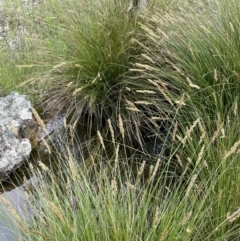 Carex appressa at Jerrabomberra, ACT - 21 Oct 2021