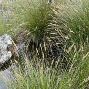 Carex appressa at Jerrabomberra, ACT - 21 Oct 2021