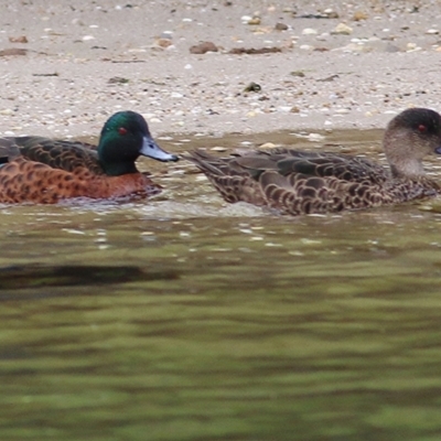 Anas castanea (Chestnut Teal) at Metung, VIC - 13 Sep 2019 by KylieWaldon