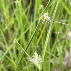 Carex inversa (Knob Sedge) at Jerrabomberra, ACT - 21 Oct 2021 by JaneR