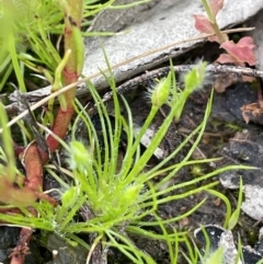 Centrolepis strigosa (Hairy Centrolepis) at Callum Brae - 21 Oct 2021 by JaneR