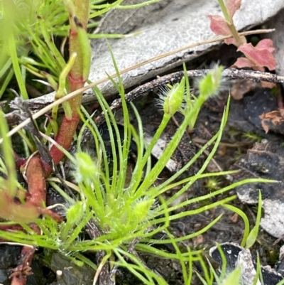 Centrolepis strigosa (Hairy Centrolepis) at Callum Brae - 21 Oct 2021 by JaneR