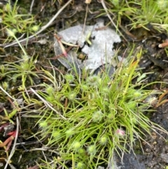 Centrolepis strigosa at Symonston, ACT - 21 Oct 2021