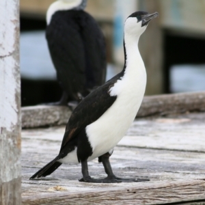 Phalacrocorax fuscescens at Boole Poole, VIC - 13 Sep 2019