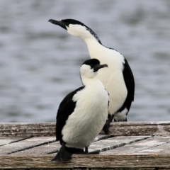 Phalacrocorax fuscescens at Boole Poole, VIC - 13 Sep 2019