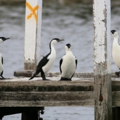 Phalacrocorax fuscescens at Boole Poole, VIC - 13 Sep 2019