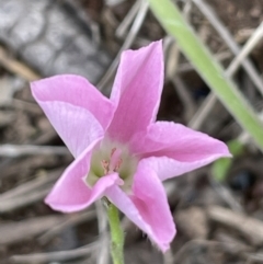 Convolvulus angustissimus subsp. angustissimus (Australian Bindweed) at Jerrabomberra, ACT - 21 Oct 2021 by JaneR