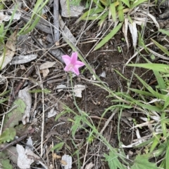 Convolvulus angustissimus subsp. angustissimus at Jerrabomberra, ACT - 21 Oct 2021 03:47 PM