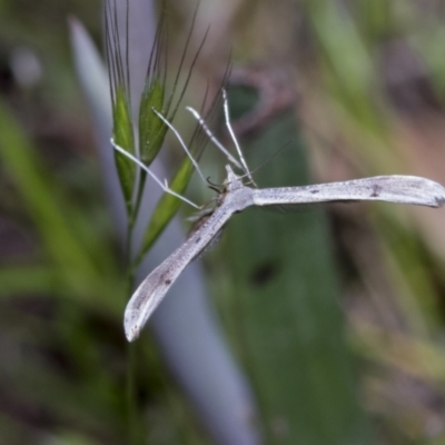 Platyptilia celidotus (Plume Moth) at Hawker, ACT - 21 Oct 2021 by AlisonMilton