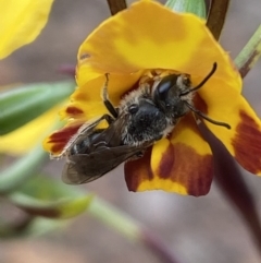 Lasioglossum (Chilalictus) lanarium (Halictid bee) at Jerrabomberra, NSW - 22 Oct 2021 by SteveBorkowskis
