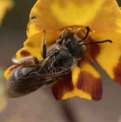 Lasioglossum (Chilalictus) lanarium at Jerrabomberra, NSW - 22 Oct 2021 05:57 PM