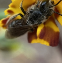 Lasioglossum (Chilalictus) lanarium at Jerrabomberra, NSW - 22 Oct 2021 05:57 PM