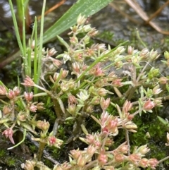 Crassula decumbens var. decumbens (A Stonecrop) at Jerrabomberra, ACT - 21 Oct 2021 by JaneR