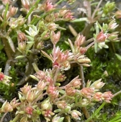 Crassula decumbens var. decumbens at Jerrabomberra, ACT - 21 Oct 2021 02:42 PM