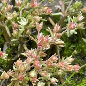 Crassula decumbens var. decumbens at Jerrabomberra, ACT - 21 Oct 2021