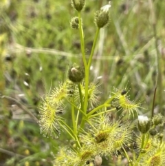 Drosera gunniana (Pale Sundew) at Callum Brae - 21 Oct 2021 by JaneR