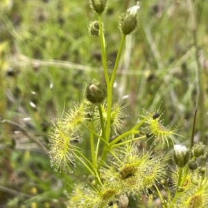 Drosera gunniana at Symonston, ACT - 21 Oct 2021 02:13 PM