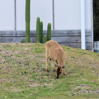 Cervus porcinus (Hog Deer) at Boole Poole, VIC - 13 Sep 2019 by KylieWaldon