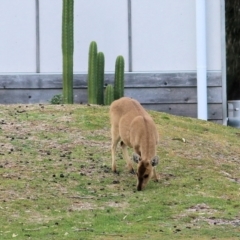 Unidentified Deer (TBC) at Boole Poole, VIC - 13 Sep 2019 by KylieWaldon