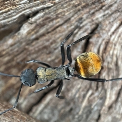 Polyrhachis ammon (Golden-spined Ant, Golden Ant) at QPRC LGA - 22 Oct 2021 by Steve_Bok
