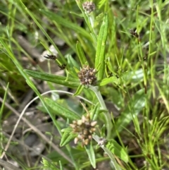 Euchiton japonicus (Creeping Cudweed) at Jerrabomberra, ACT - 21 Oct 2021 by JaneR