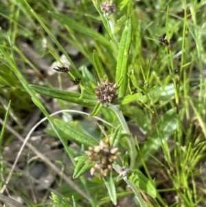 Euchiton japonicus at Jerrabomberra, ACT - 21 Oct 2021