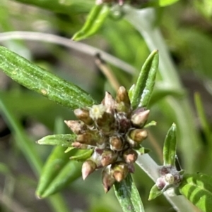 Euchiton japonicus at Jerrabomberra, ACT - 21 Oct 2021